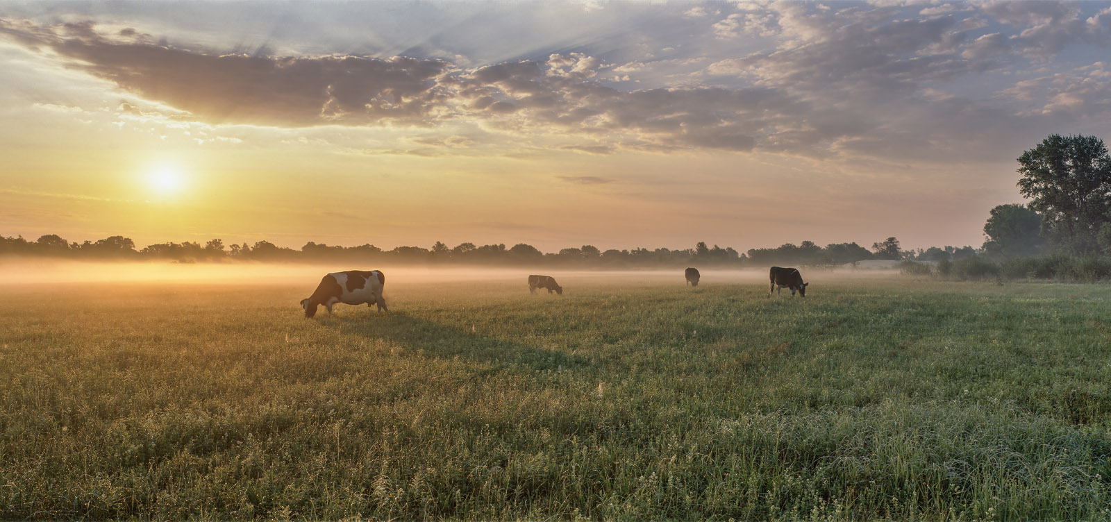 Cows grazing in a field